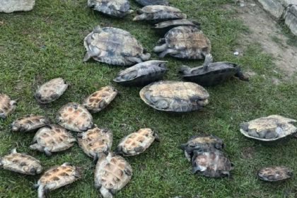 Quelônios resgatados pela polícia em uma área gramada.