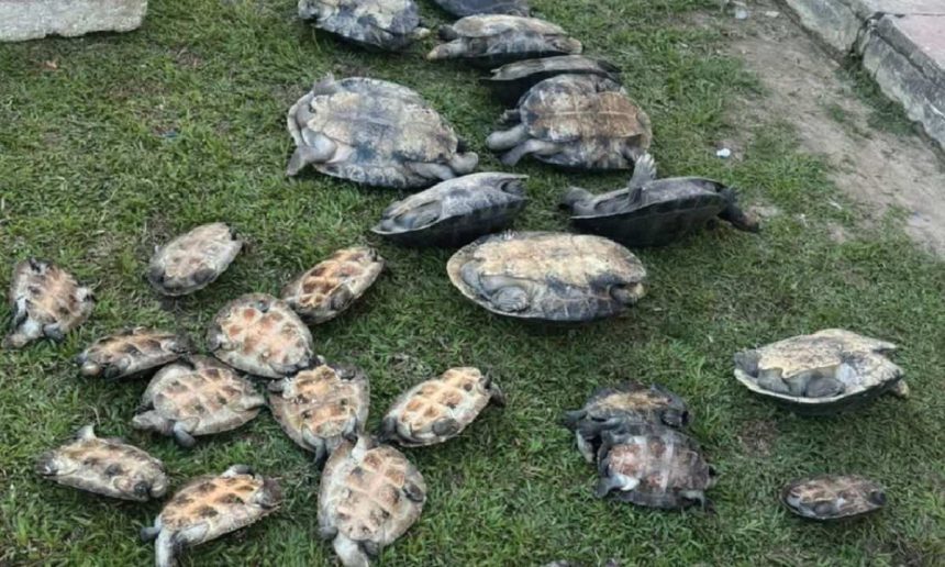 Quelônios resgatados pela polícia em uma área gramada.
