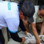 Veterinária aplicando injeção em um cão.