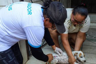 Veterinária aplicando injeção em um cão.