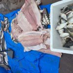 Mais de 1,5 tonelada de pescado sem documentação é apreendida em Barcelos