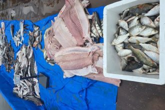 Mais de 1,5 tonelada de pescado sem documentação é apreendida em Barcelos