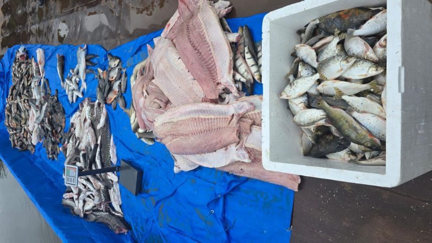Mais de 1,5 tonelada de pescado sem documentação é apreendida em Barcelos