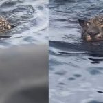 Onça-pintada resgatada no Rio Negro conclui reabilitação e será devolvida à natureza