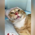 Esporotricose supera 1,6 mil casos em humanos e causa primeira morte no AM