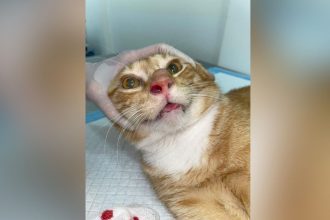 Esporotricose supera 1,6 mil casos em humanos e causa primeira morte no AM