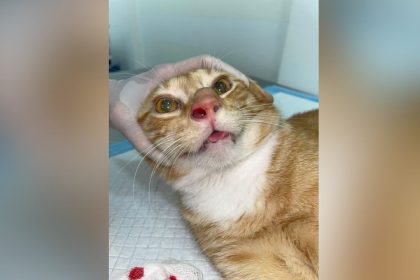 Esporotricose supera 1,6 mil casos em humanos e causa primeira morte no AM