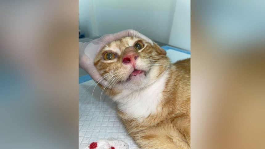 Esporotricose supera 1,6 mil casos em humanos e causa primeira morte no AM