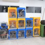 Operação resgata 24 cães em situação de abandono em Manaus