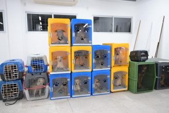 Operação resgata 24 cães em situação de abandono em Manaus