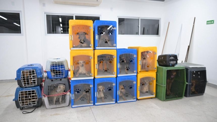 Operação resgata 24 cães em situação de abandono em Manaus