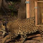 Onça-pintada resgatada no meio do Rio Negro é devolvida à natureza