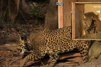 Onça-pintada resgatada no meio do Rio Negro é devolvida à natureza