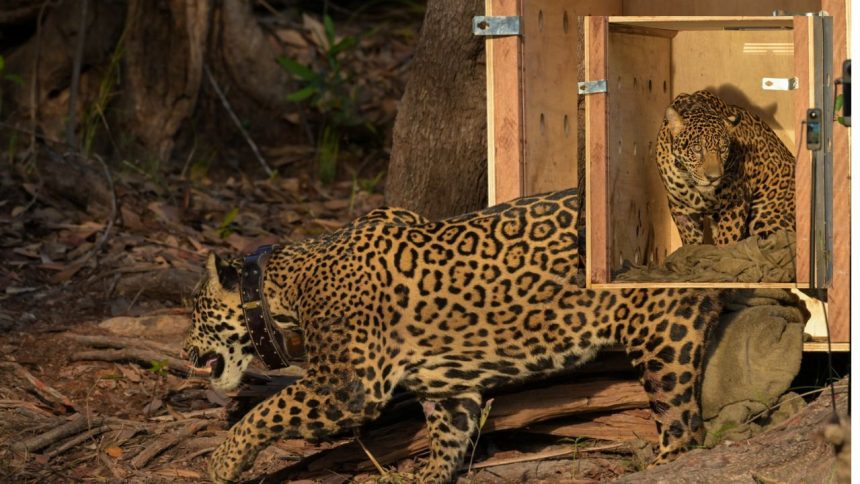 Onça-pintada resgatada no meio do Rio Negro é devolvida à natureza