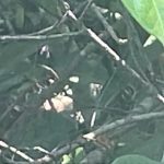 Corpo de mulher é localizado em área de mata na zona oeste de Manaus