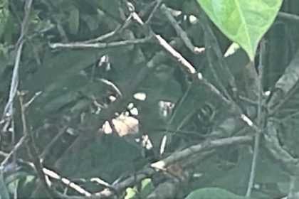 Corpo de mulher é localizado em área de mata na zona oeste de Manaus