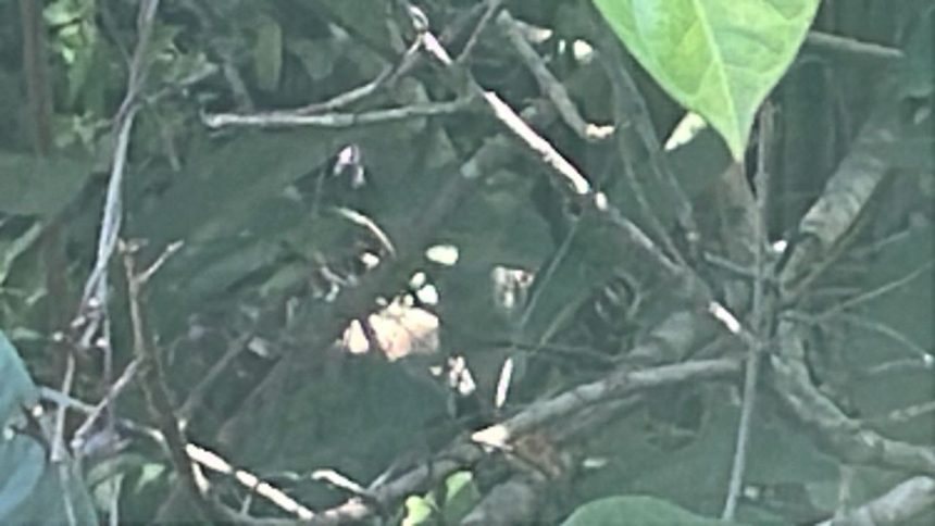 Corpo de mulher é localizado em área de mata na zona oeste de Manaus