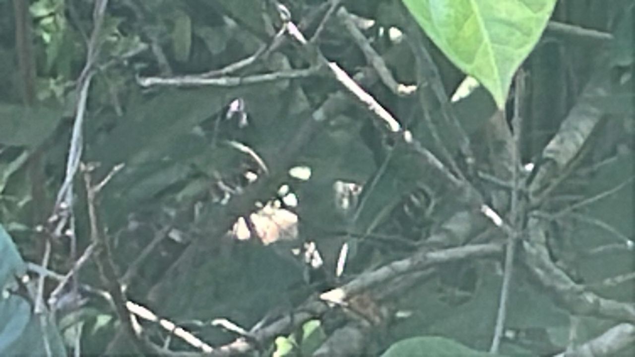 Corpo de mulher é localizado em área de mata na zona oeste de Manaus