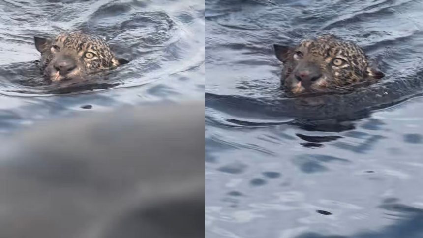Onça-pintada resgatada no Rio Negro conclui reabilitação e será devolvida à natureza