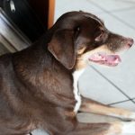 Campanha amplia locais de vacinação antirrábica para cães e gatos em Manaus