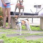 Agendamento para castração gratuita de animais no Lago Azul
