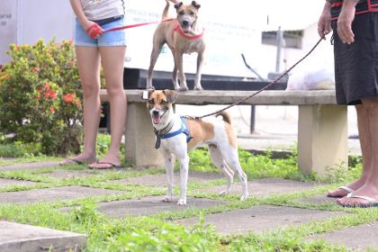 Agendamento para castração gratuita de animais no Lago Azul