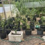 ROCAM apreende cerca de 50 pés de maconha e prende cinco pessoas em chácara no Tarumã