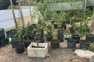 ROCAM apreende cerca de 50 pés de maconha e prende cinco pessoas em chácara no Tarumã