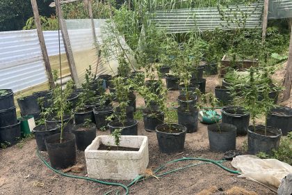 ROCAM apreende cerca de 50 pés de maconha e prende cinco pessoas em chácara no Tarumã