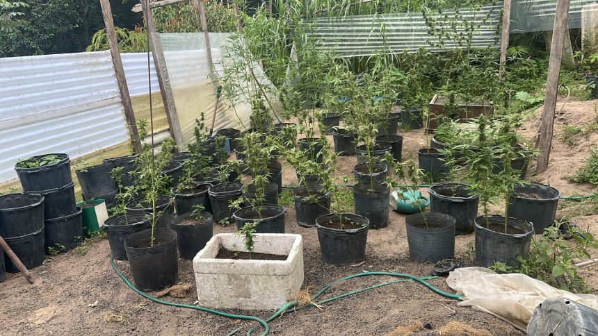 ROCAM apreende cerca de 50 pés de maconha e prende cinco pessoas em chácara no Tarumã