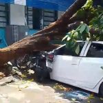 Árvore desaba sobre veículos no bairro Vila da Prata