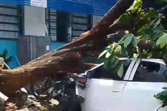 Árvore desaba sobre veículos no bairro Vila da Prata