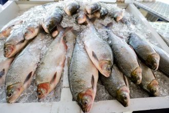 Feirão do Pescado acontece em dois pontos de Manaus
