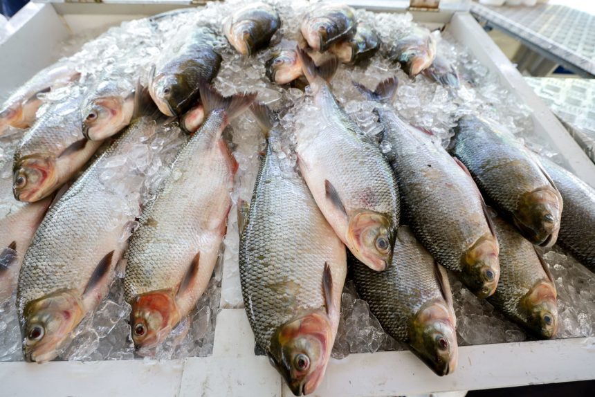 Feirão do Pescado acontece em dois pontos de Manaus