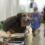Cão idoso em maca no Hospital Público Veterinário do AM, com boca aberta.