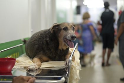 Cão idoso em maca no Hospital Público Veterinário do AM, com boca aberta.