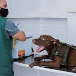 Cão marrom deitado recebendo atendimento de saúde com coleira e focinheira