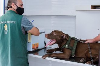 Cão marrom deitado recebendo atendimento de saúde com coleira e focinheira
