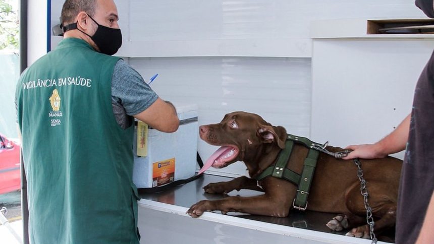 Cão marrom deitado recebendo atendimento de saúde com coleira e focinheira