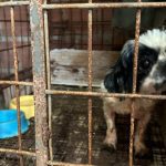 Cão pequeno dentro de uma gaiola enferrujada