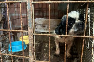 Cão pequeno dentro de uma gaiola enferrujada