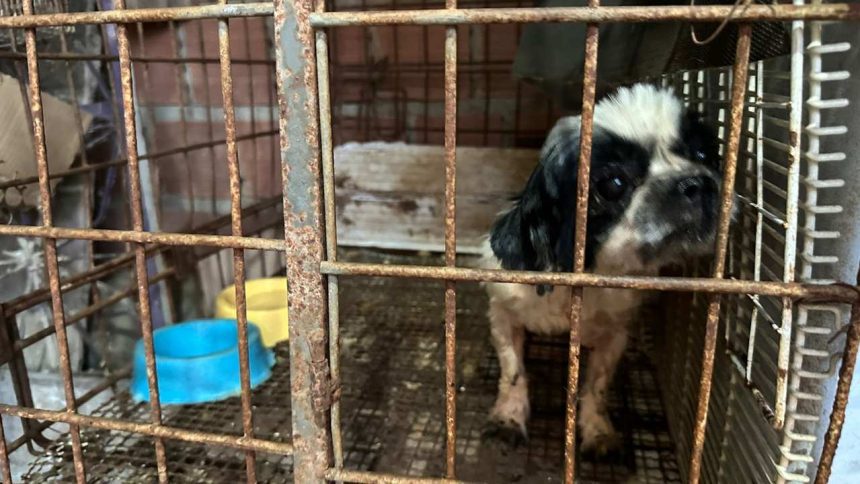 Cão pequeno dentro de uma gaiola enferrujada