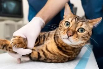 Gato sendo examinado por veterinário em consultório