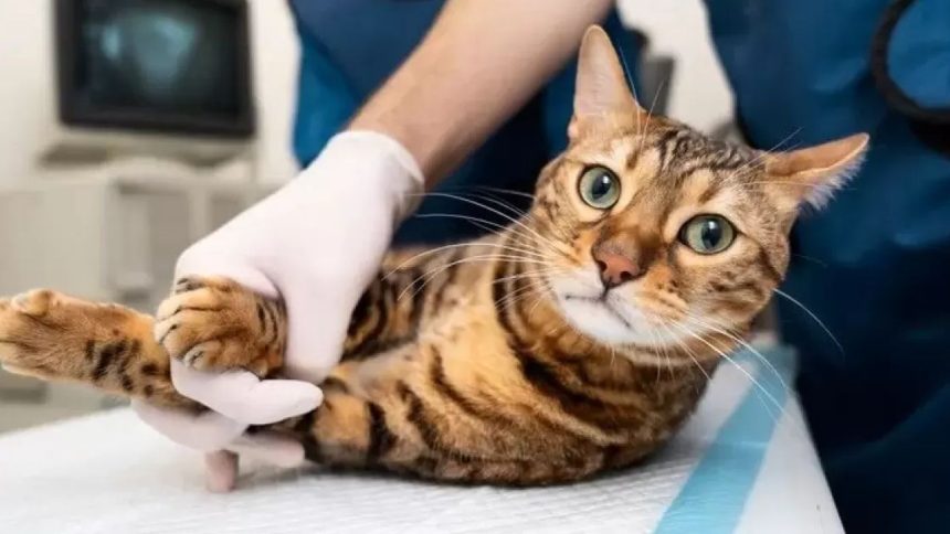 Gato sendo examinado por veterinário em consultório