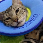 Gato deitado com colar elisabetano azul, mostrando sinais de recuperação.