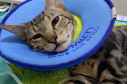 Gato deitado com colar elisabetano azul, mostrando sinais de recuperação.