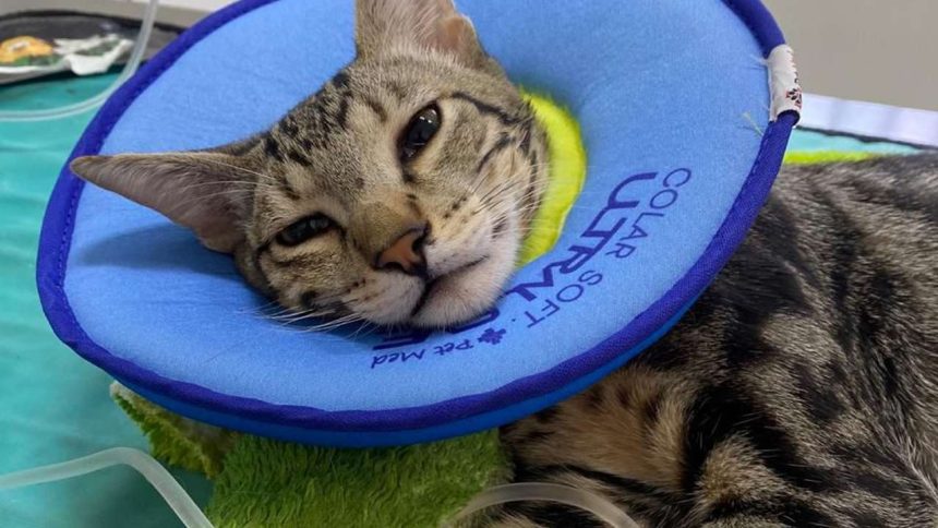 Gato deitado com colar elisabetano azul, mostrando sinais de recuperação.