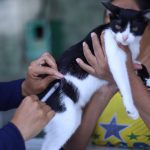 Gato recebendo vacina contra raiva em Manaus. Profissional injeta medicamento em felino.