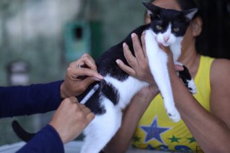 Gato recebendo vacina contra raiva em Manaus. Profissional injeta medicamento em felino.