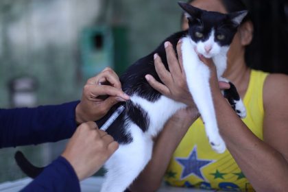 Gato recebendo vacina contra raiva em Manaus. Profissional injeta medicamento em felino.